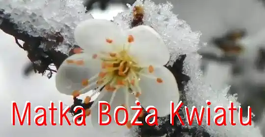 Matka Boża kwiatu
